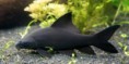 /album/importados-exoticos/labeo-negro-jpg/